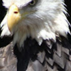 Meet your Posher, Emilio